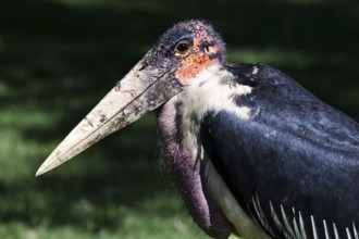A single marabou stands on green grass in the park, Awassa, Ethiopia