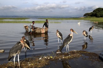 Fishermen bring boats ashore surrounded by maraboos at the lake, Awassa, Ethiopia