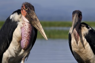 Two maraboos stand at a lake with blue water and green shores, Awassa, Ethiopia