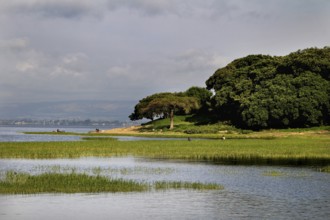 Green shore on Lake Awassa with lush trees and calm water, Awassa, Oromia, Ethiopia