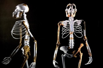 Skeleton of Lucy in the National Museum of Addis Ababa in an exhibition, Addis Ababa, Ethiopia