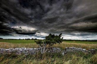 Lonely landscape with stone wall and special tree in Vilsandi National Park, Vilsandi National