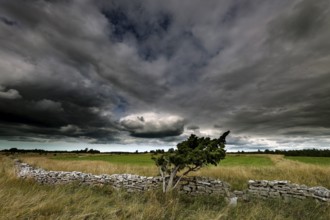 Wide landscape in Vilsandi National Park with dramatic sky and stone wall, Vilsandi National Park,