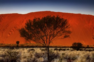 Uluru with tree in the foreground, in the warm light of the outback, Uluru, Northern Territory,