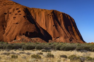 Close-up of Uluru with bright red rock under blue sky, Uluru, Northern Territory, Australia