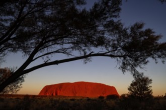 Uluru in the evening light, framed by thick tree branches, Uluru, Northern Territory, Australia