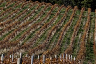 Arranged rows of vines in the Barossa Valley in rich autumn tones, Barossa Valley, South Australia,