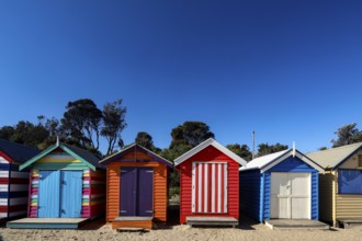 Colourful beach houses of Brighton Beach glow against clear blue skies and green vegetation,