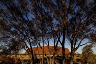 Uluru seen through the frame of trees in the evening light, Uluru, Northern Territory, Australia