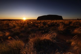 Rising sun behind Ayers Rock, accentuated by golden grass, Uluru, Northern Territory, Australia