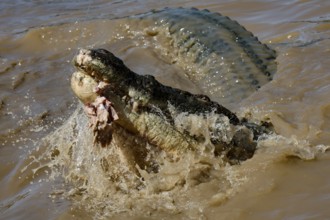 Groin crocodile snaps for prey in Adelaide River, Adelaide River, Northern Territory, Australia