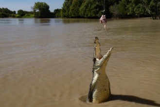 Groin crocodile jumping out of water with a person standing in the background, Adelaide River,