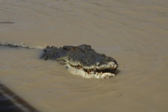 Saltwater crocodile swims in the still water of the Adelaide River, Adelaide River, Northern