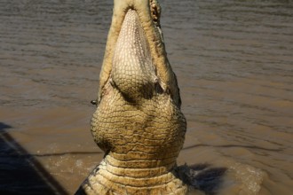 Upright groin crocodile in Adelaide River, dripping with water, Adelaide River, Northern Territory,