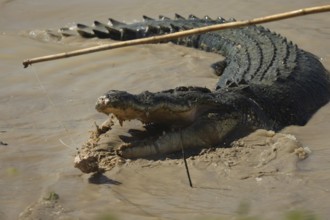 A groin crocodile in the muddy water of the Adelaide River, with its mouth wide open, Adelaide