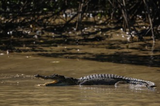Saltwater crocodile swims in calm water near mangroves, Adelaide River, Northern Territory,
