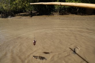 Bait hangs over water while a groin crocodile swims below, Adelaide River, Northern Territory,