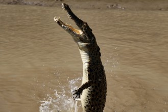 Saltwater crocodile jumps out of water. The scene shows the powerful crocodile in brown water,