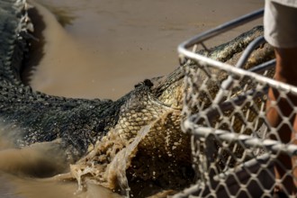 A saltwater crocodile near a grid in the shallow water of the Adelaide River, Adelaide River,