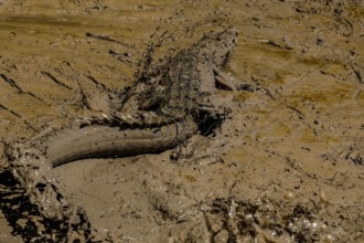Saltwater crocodile is located on the sandy banks of the Adelaide River, Adelaide River, Northern