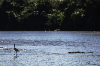 A great egret and a crocodile in the calm waters of the Adelaide River, Adelaide River, Northern