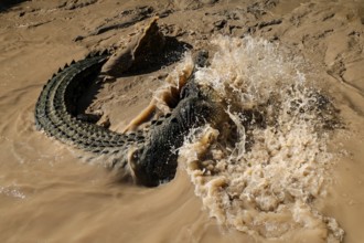 Groin crocodile splashes in muddy water of Adelaide River, Adelaide River, Northern Territory,
