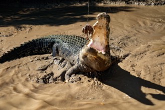 A groin crocodile with a wide mouth in the muddy water of the Adelaide River, Adelaide River,