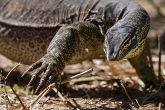 Large argus dragon crawls attentively across stony ground, Adelaide River, Northern Territory,