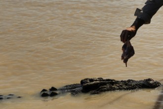 Hand holding food over a groin crocodile floating in water, Adelaide River, Northern Territory,