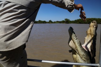 A man keeps food for a jumping groin crocodile, Adelaide River, Northern Territory, Australia
