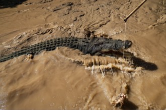 Groin crocodile swims in muddy water of Adelaide River, Adelaide River, Northern Territory,
