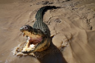 Saltwater crocodile in Adelaide River with open mouth in muddy water, Adelaide River, Northern