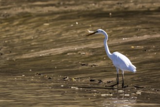 A great egret stands in calm water on the banks of the Adelaide River, Adelaide River, Northern