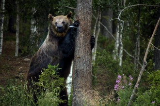 Brown bear in Kuusamo forest leaning close to a tree, Kuusamo, Finland