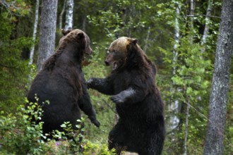 Two bears fight in the thick forest of Kuusamo, Kuusamo, Finland