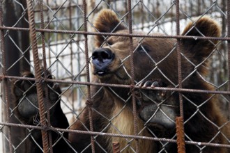 Bear captured in a kennel in Suurpetokeskus, Kuusamo, Finland