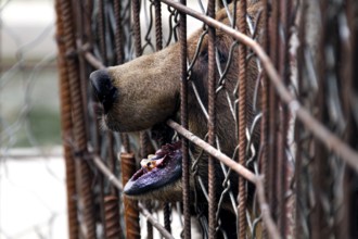 Bear behind a fence in Suurpetokeskus in Kuusamo, Kuusamo, Finland