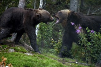 Two bears fighting in the densely forested area of Kuusamo, Kuusamo, Finland
