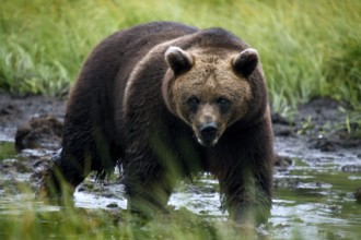 Bear in the shallow water of the Kuusamo swamp, Kuusamo, Finland