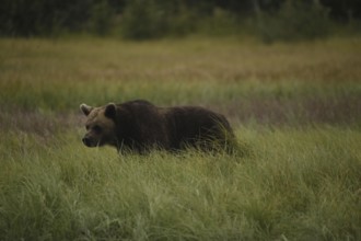 Bear hiding in tall grass in Kuusamo meadows, Kuusamo, Finland