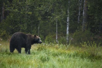 Brown bear in the green meadow of the Finnish forest, Kuusamo, Kuusamo, Finland