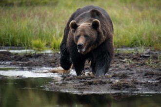 Brown bear moves along the water shore in Kuusamo, Kuusamo, Finland