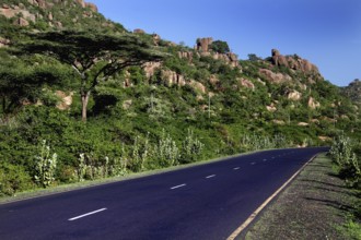 An empty road crosses a lush landscape in the Valley of Wonders under clear skies, Babile, Oromia,