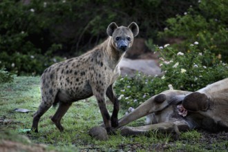 Hyena stands next to a carcass in the Valley of Wonders in Babile, Babile, Ethiopia