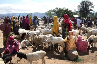 Dense cattle market with goats and eager traders in colorful clothes, Babile, Ethiopia