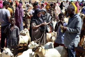 People haggle at a lively cattle market surrounded by goats, Babile, Ethiopia