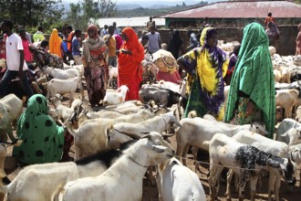Lively cattle market with lots of people and goats, trade events, Babile, Ethiopia