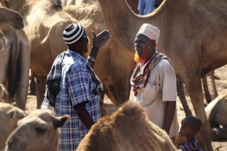Men discuss vividly at the lively camel market in Babile, surrounded by dromedaries, Babile,