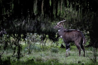 A mountain nyala stands in the forest of the Bale Mountains surrounded by thick greenery, Bale