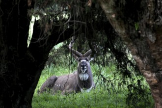 A mountain nyala rests in the shade of a tree in the Bale Mountains, Bale Mountains, Ethiopia